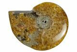 1 3/4 - 2 1/4" Polished Ammonite Fossils - Madagascar - Photo 2